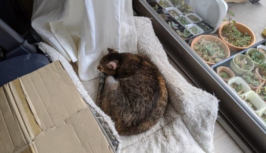 新しい寝床