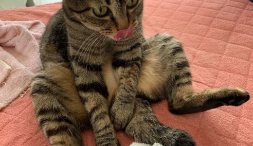 今日は暑い