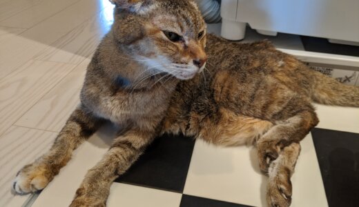 もものがん発症