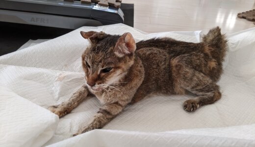 安楽死を決意して先生の元を訪れたのだけど