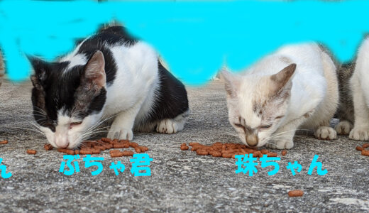 珠夢の大事なお兄ちゃん