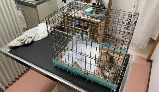 三毛子猫の保護