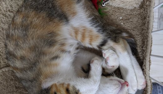 三毛の子猫の経過