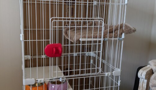 先日保護した子猫