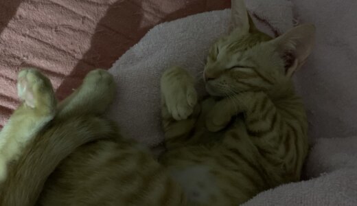 珠と夢の避妊手術