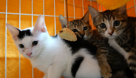 とある石垣島の猫の家族 #03 更新しました