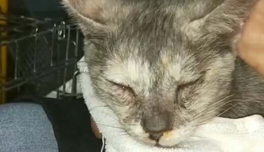 猫が捨てられました・・・