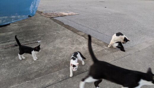 石垣島のとある猫一家