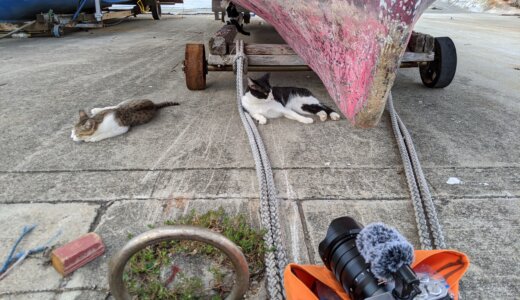 YouTubeで島猫ちゃんねる始めました