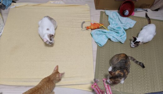 みっことちゅっこの家族への同化具合