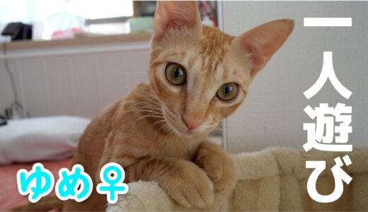 【保護猫】まるどらの夢はずっと一人遊びしてる元気な子猫です。アップしました