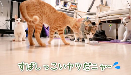 【保護猫】子猫たちにラジコン式ネズミのおもちゃを投入してみた