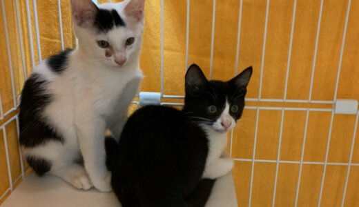とある石垣島の猫の家族 ＃02　公開しました