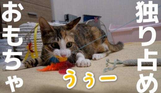 【保護猫】新しいおもちゃを独り占めする子猫のみっこ　更新しました