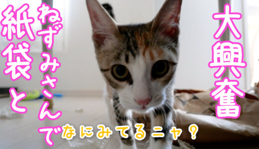 【三毛猫】紙袋×ネズミさんで大興奮する子猫のみっこ　更新しました