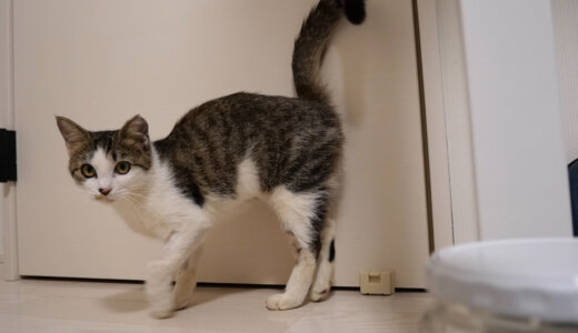 【外猫】三姉妹のその後～おでこちゃん、くろちゃん～