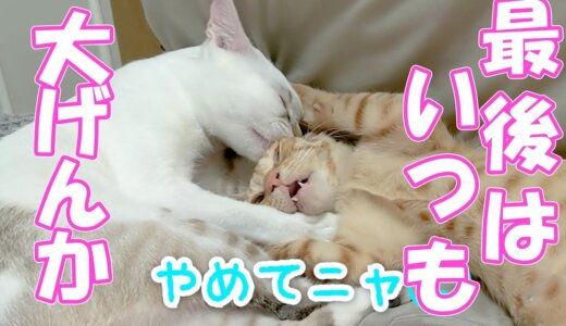 【まるどら】仲良ししてたのに喧嘩になっちゃう子猫たち