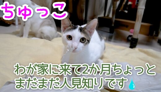 【保護猫】ちゅっこが人間に心を開くまであと少し