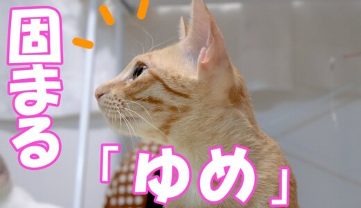 【まるどら】自分たちの映像に驚く子猫たち