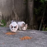 救えない命の方が圧倒的に多い・・・