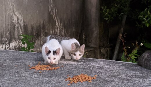 救えない命の方が圧倒的に多い・・・