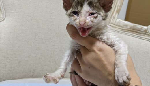 母猫に放逐された赤ん坊猫保護しました