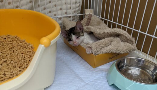 保護した赤ん坊の子猫　保護2日目