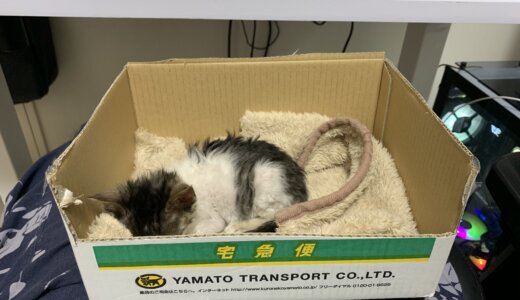 保護した赤ん坊の子猫　保護3日目
