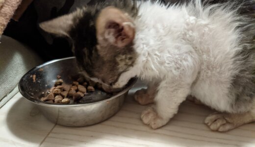 保護した赤ん坊の子猫　保護4，5日目