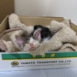 保護した赤ん坊の子猫のその後