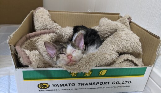 保護した赤ん坊の子猫のその後