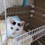 デコちゃんが不慮の事故で旅立ってしまいました・・・