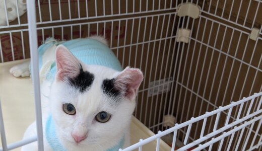 デコちゃんが不慮の事故で旅立ってしまいました・・・